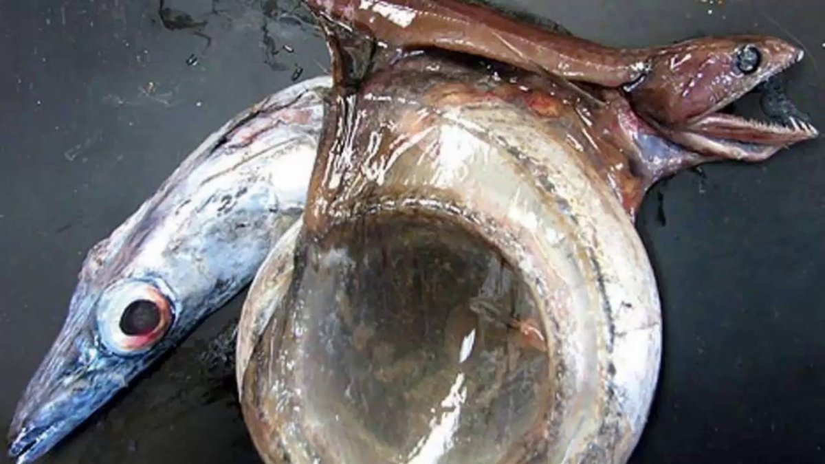 Черный живоглот или хиазмодон