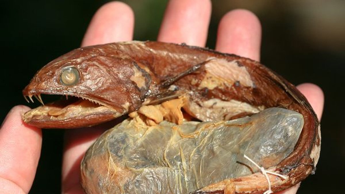 Черный живоглот