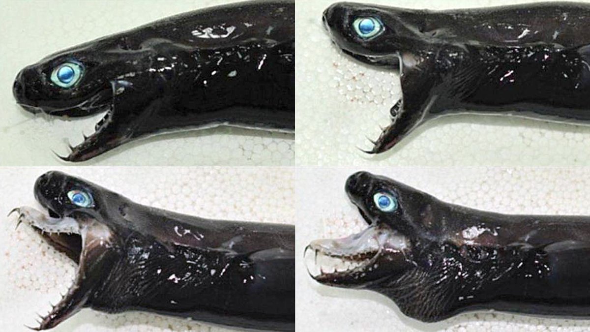 Рыба удильщик картины