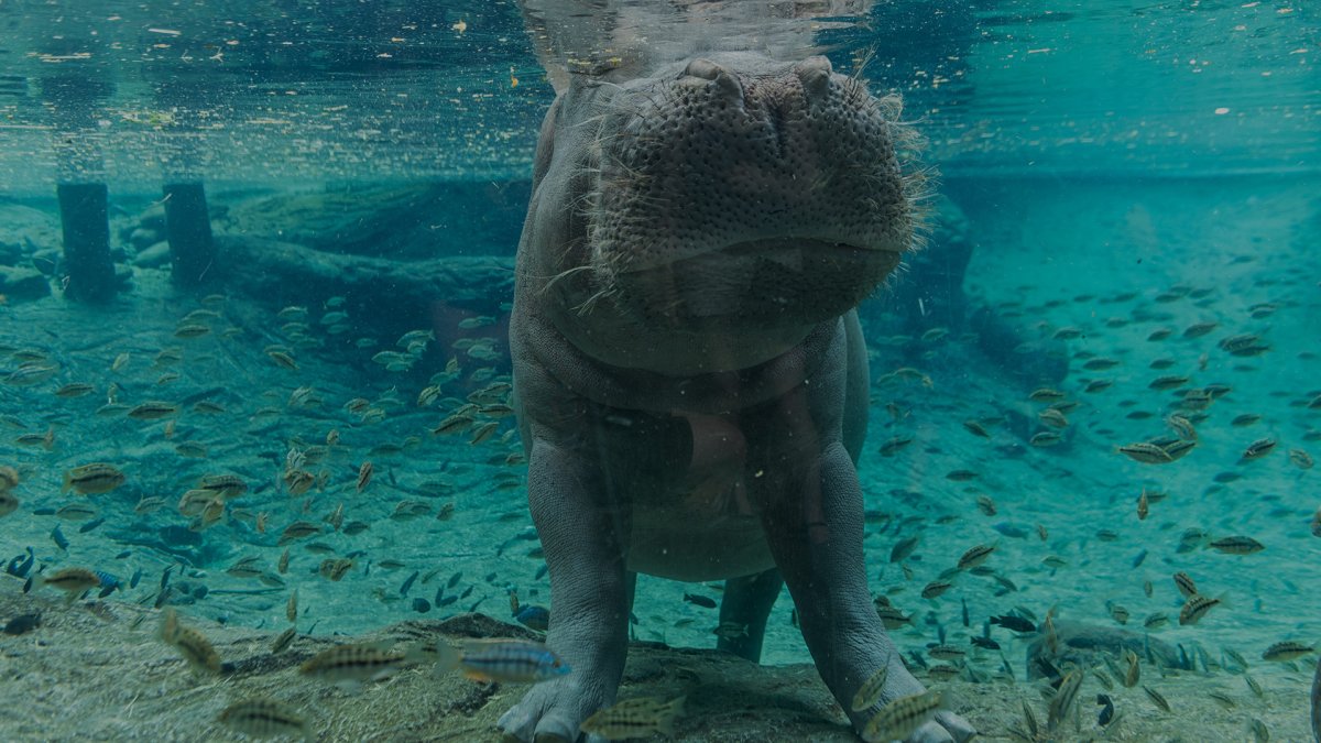 Смешной Бегемот