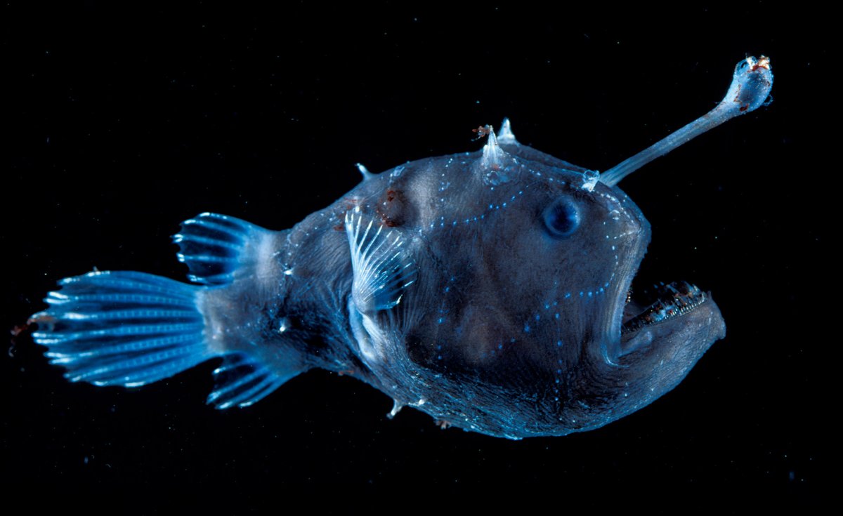 Морской черт удильщик