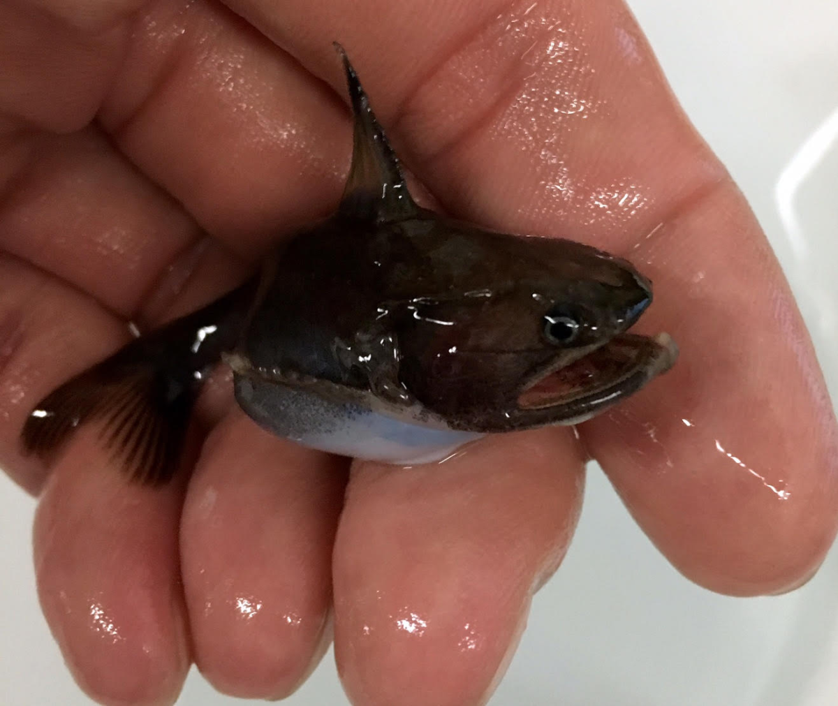 Рыба мешкоглот