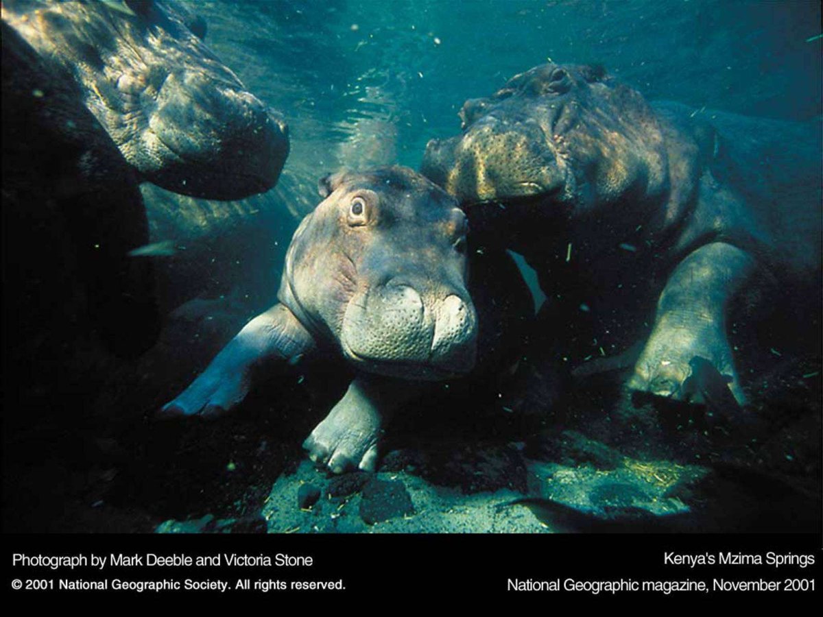 Бегемот под водой