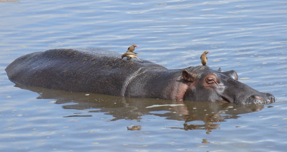 Карликовый Бегемот в дикой природе