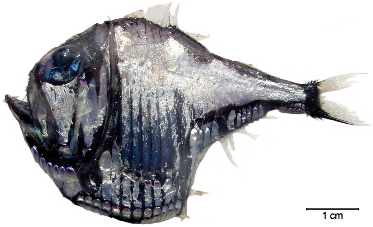 Удильщик мешкорот