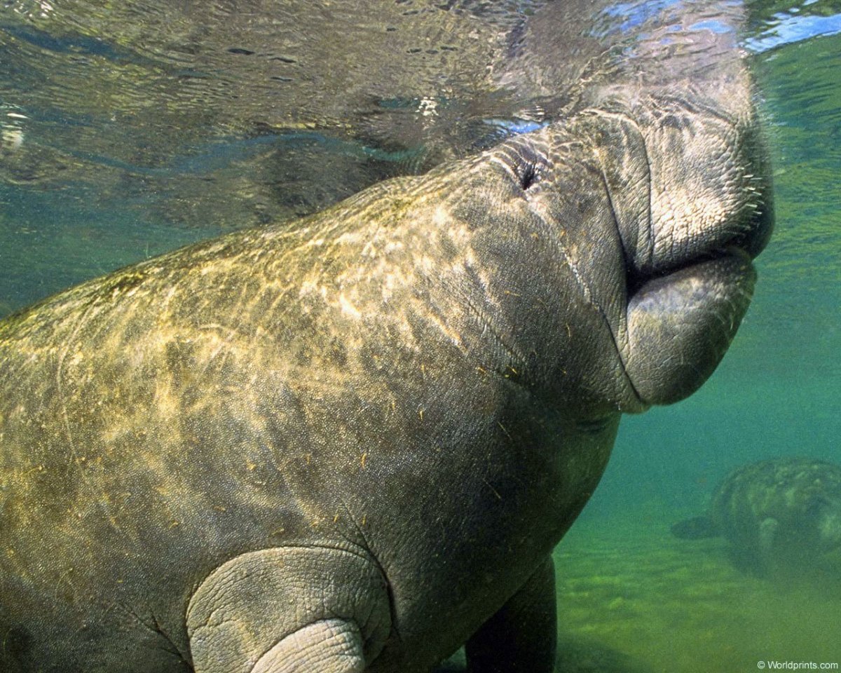 Стеллерова корова