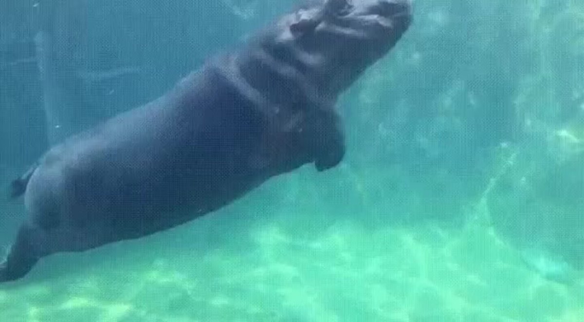 Морской котик Мем