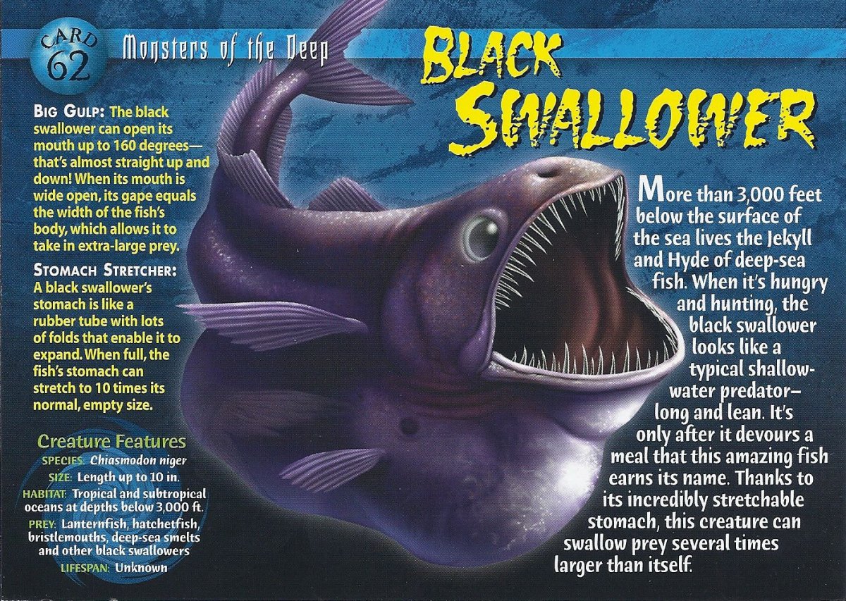 Сом живоглот