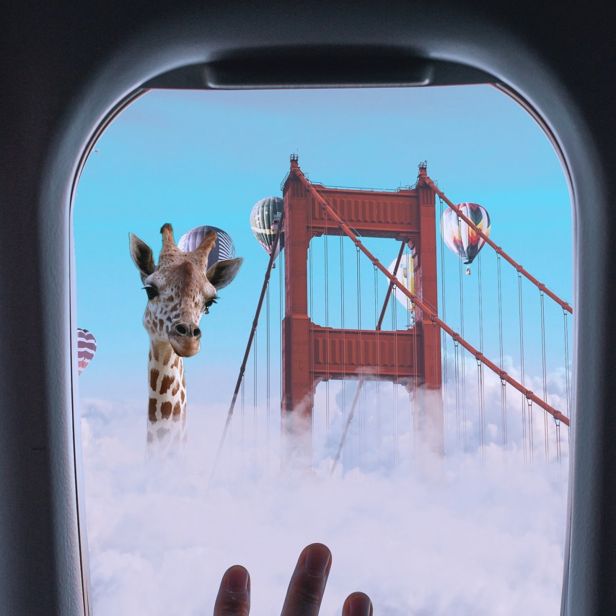 Жираф в окне самолета