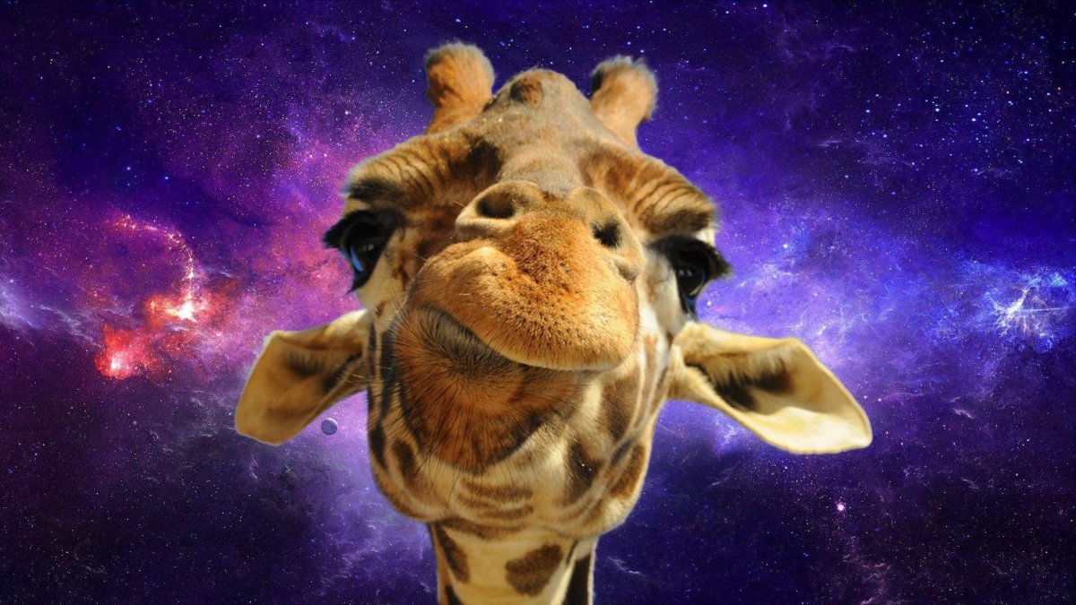 Летающий кролик