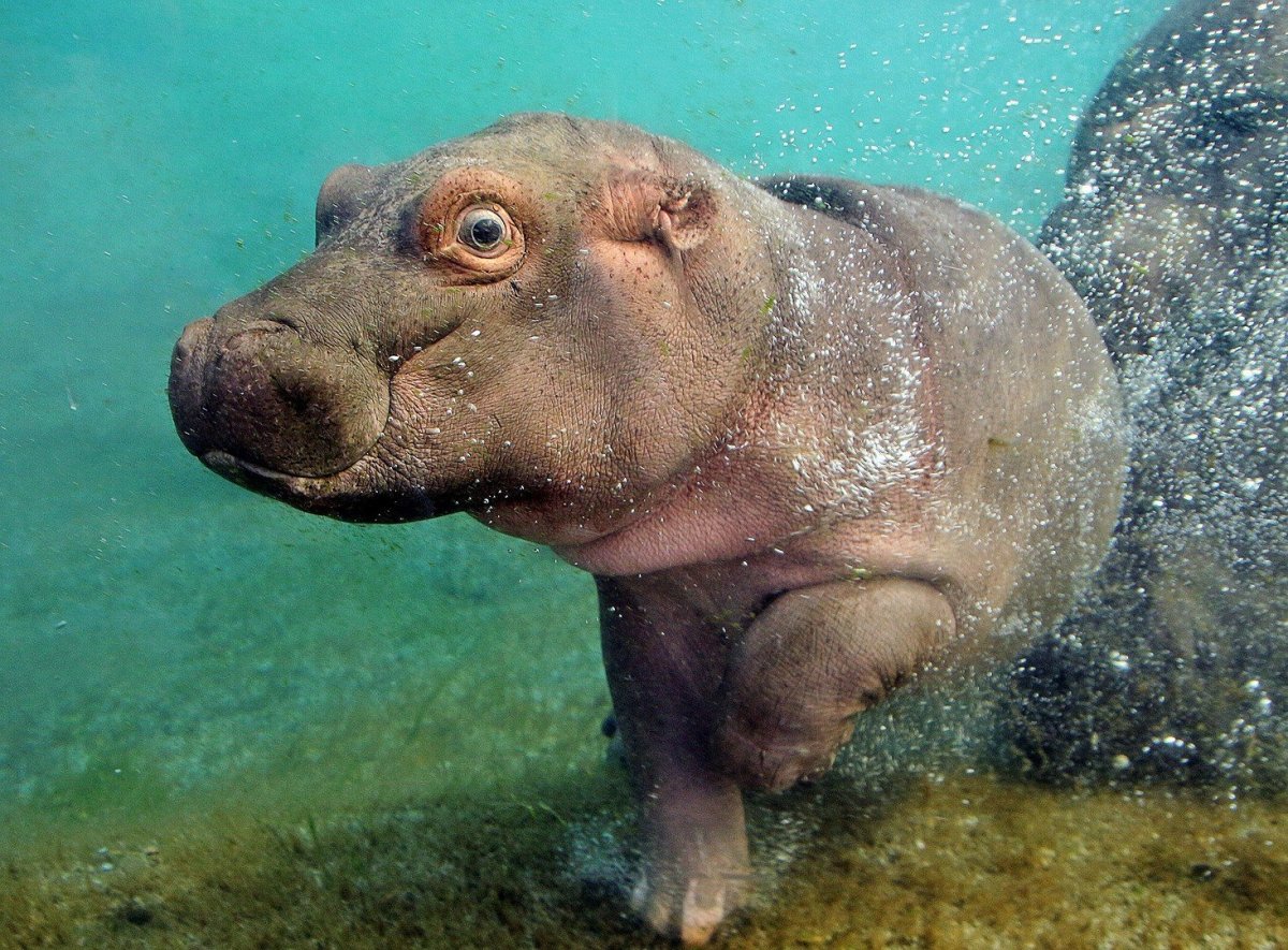 Бегемот плывет