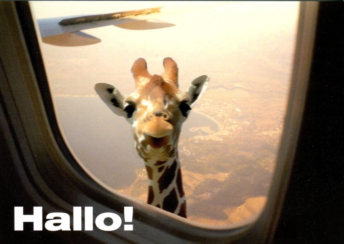 Жираф в иллюминаторе самолета