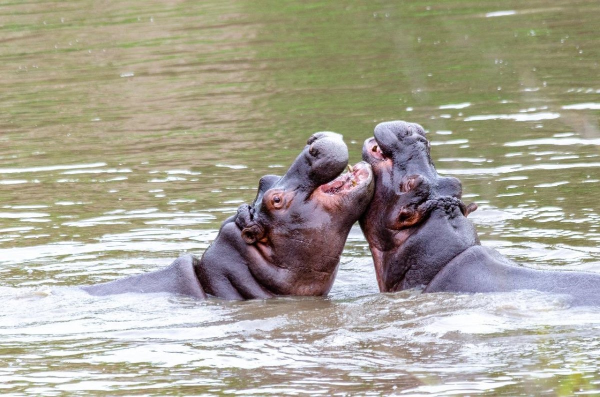 Бегемот спасает антилопу