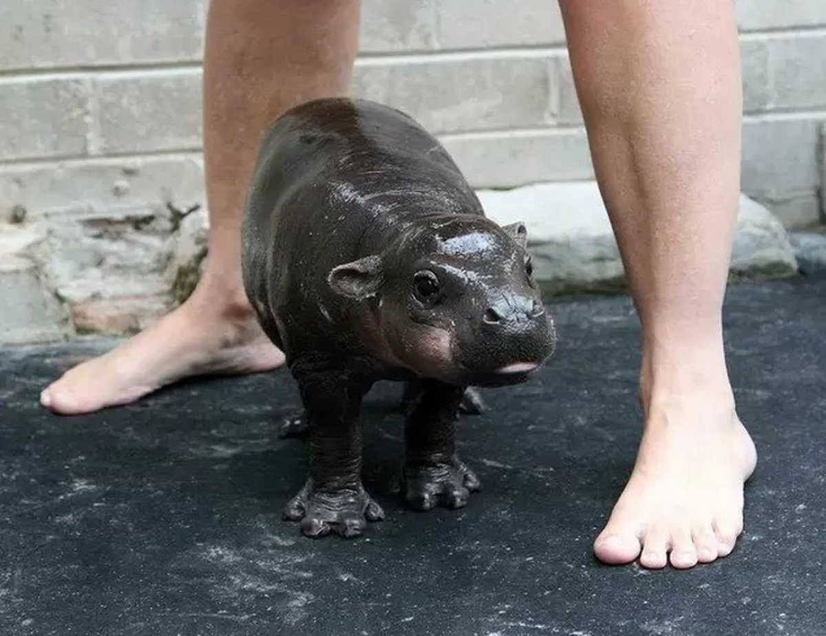 Маленький Бегемотик в воде