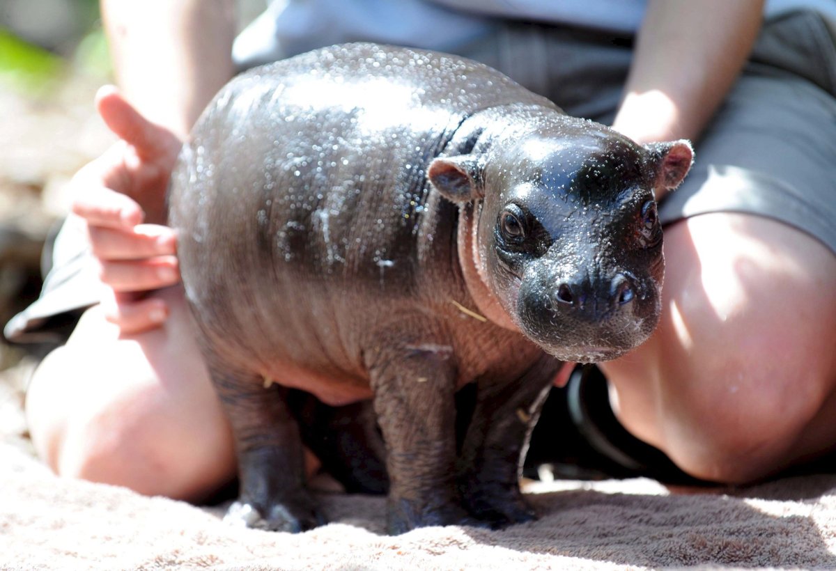 Самое страшное животное
