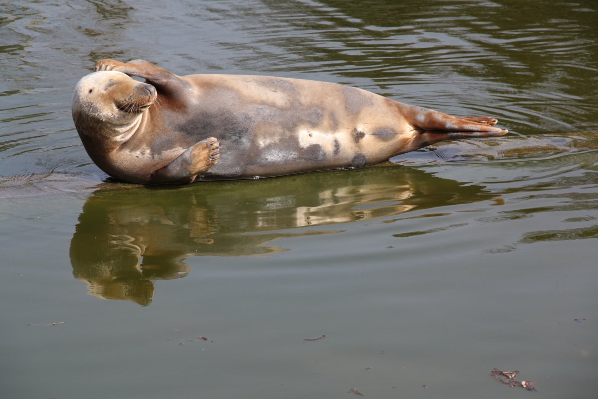 Гиппопотам ареал обитания