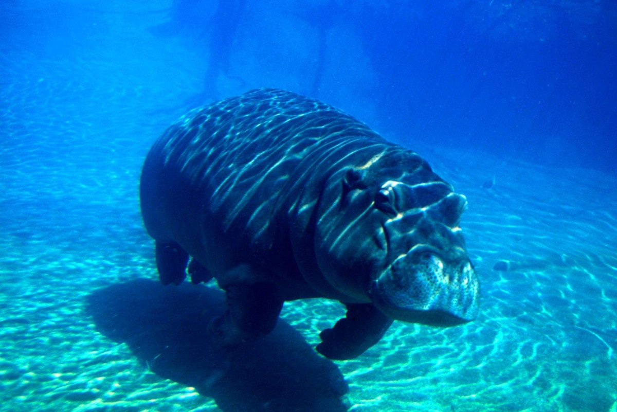 Хвост бегемота