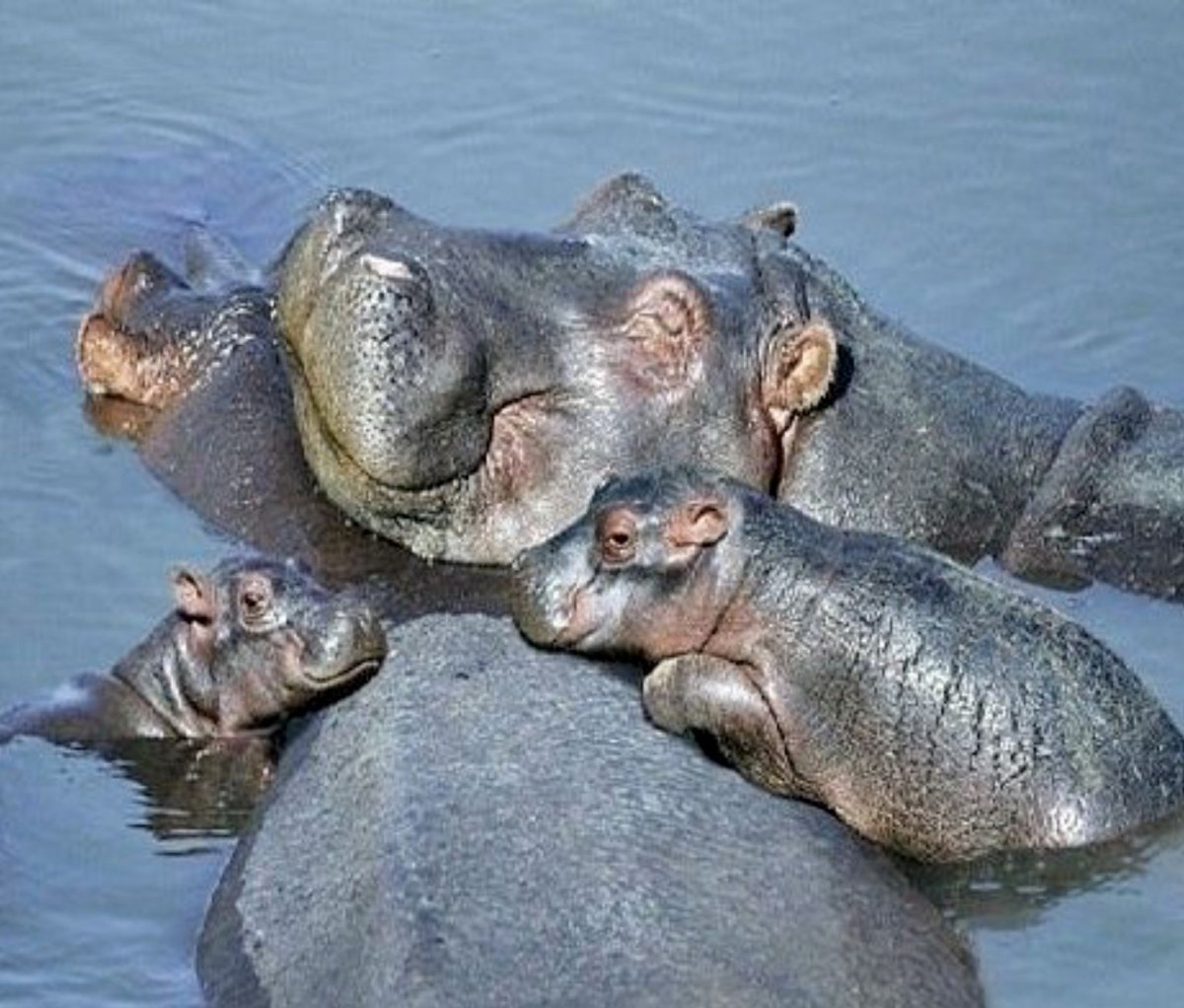 Покажи милых бегемотиков