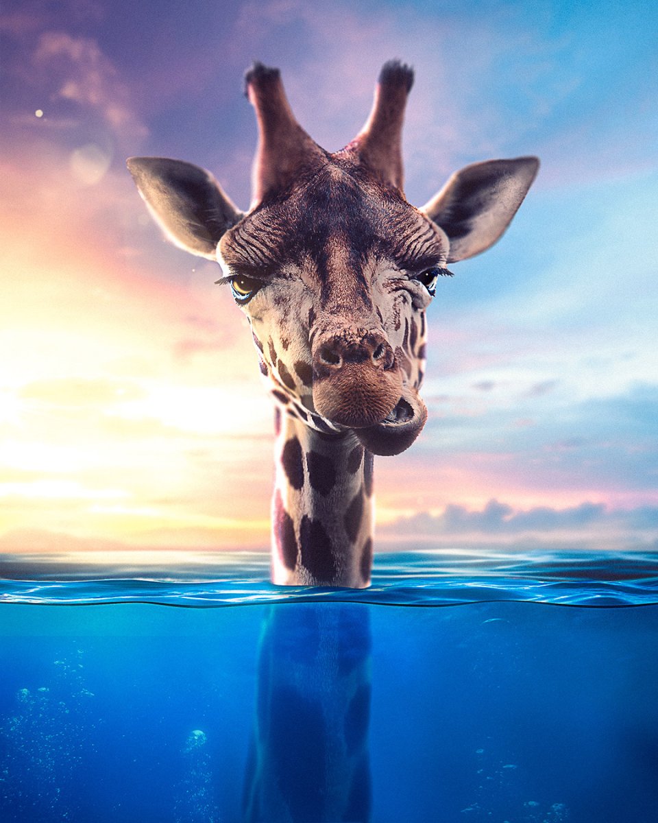 Жираф лежит