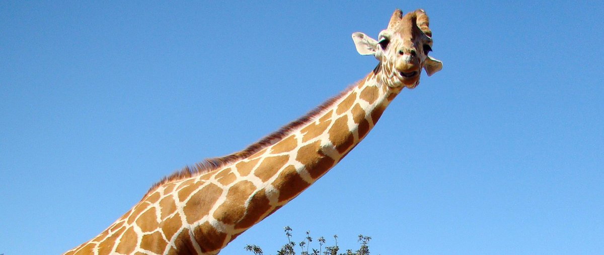 Жираф в окне самолета