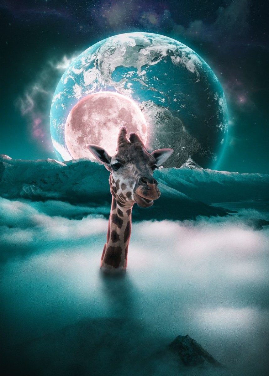 Коты в иллюминаторе