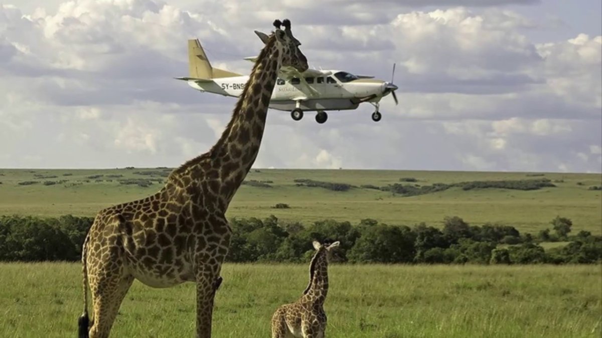 Фотообои Жирафы