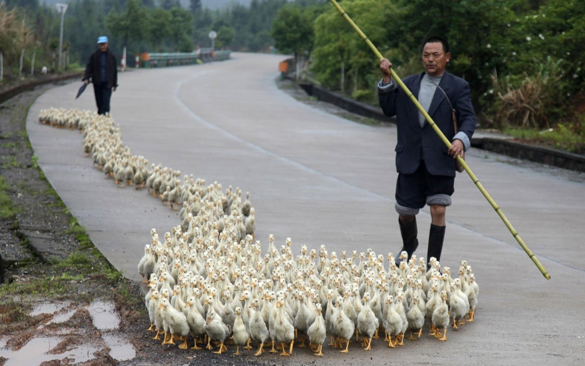 Пастух гусей