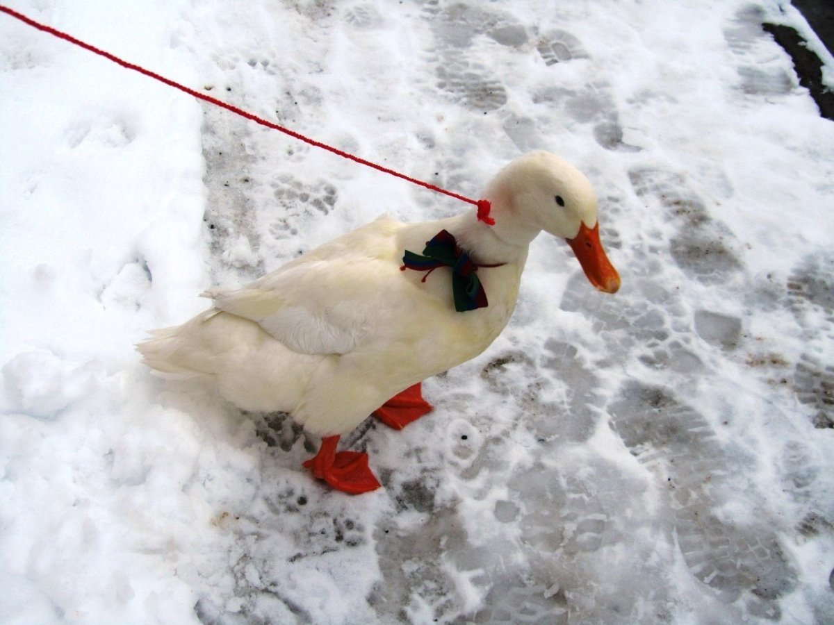 Ручной Гусь в квартире