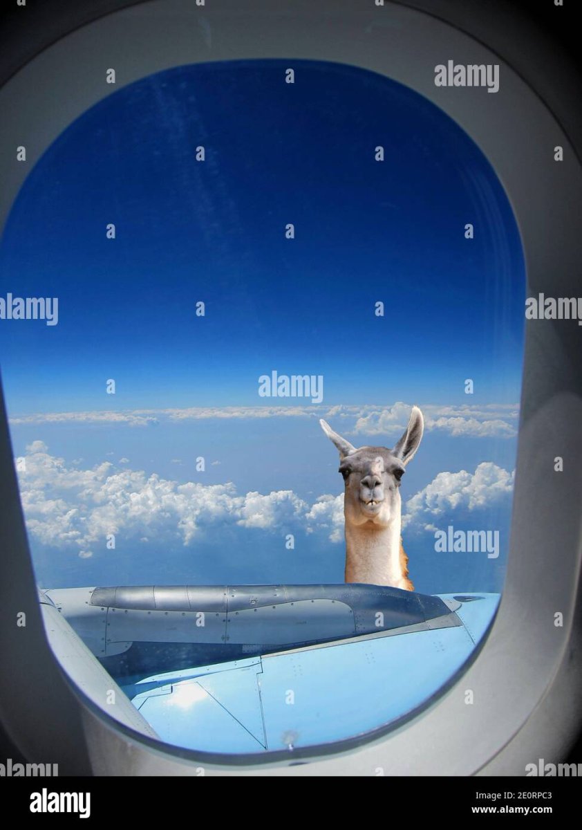 Жираф снизу вверх