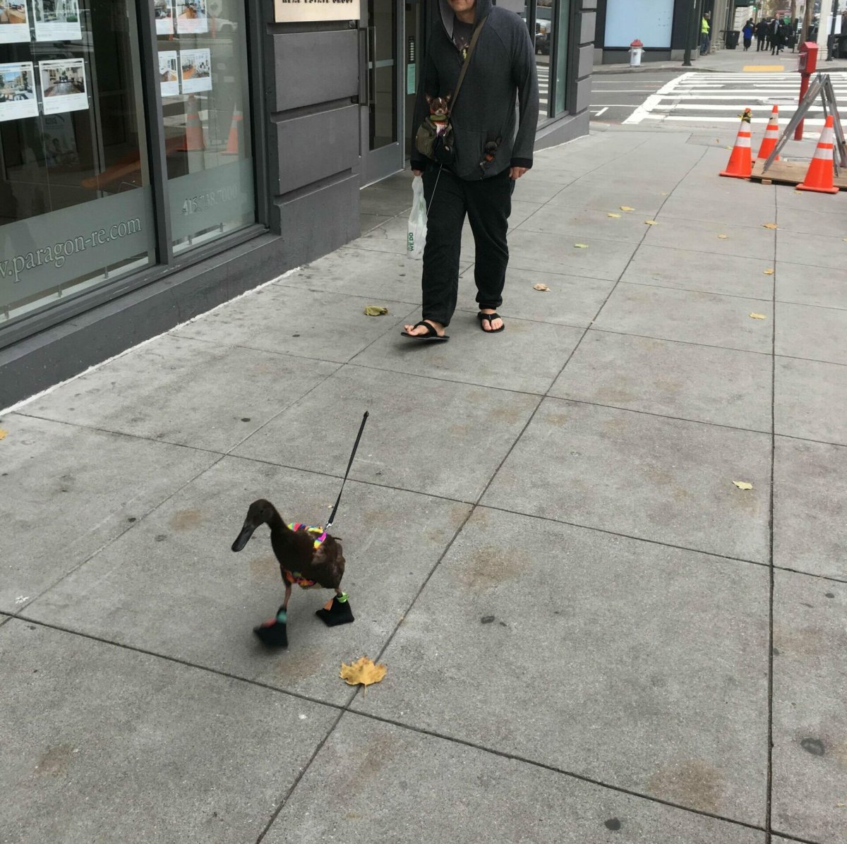 Гусь на поводке