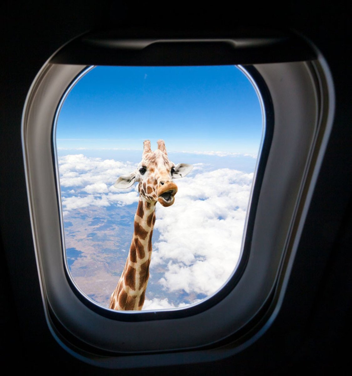 Жираф в иллюминаторе самолета