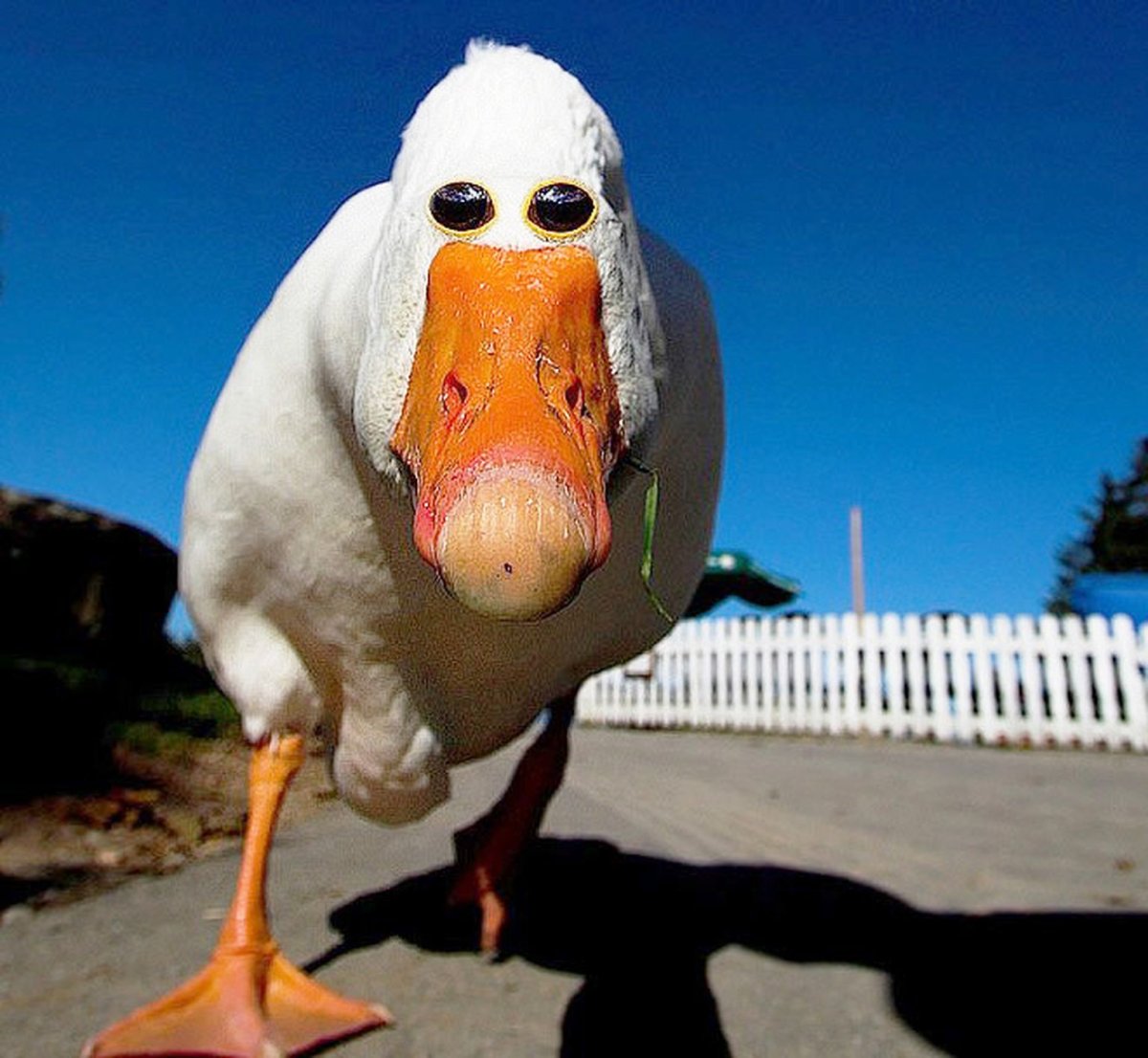 Утка ныряет