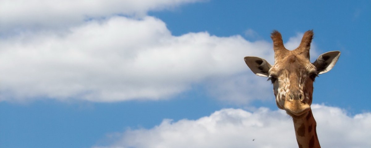 Жираф фото