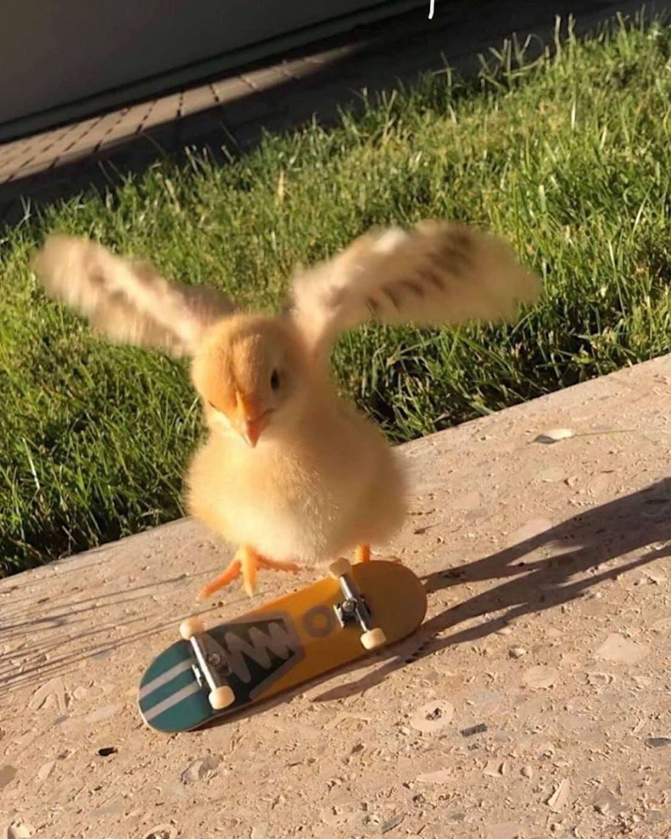 Смешной цыпленок