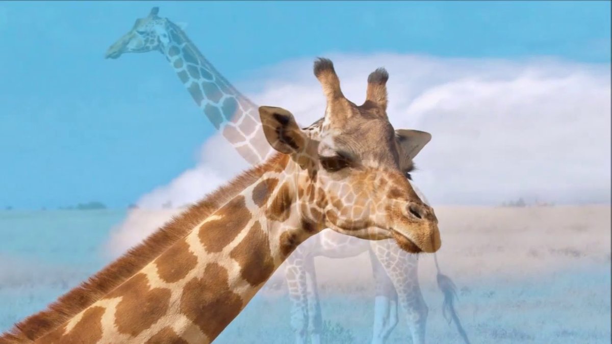 Обои Жираф в окне