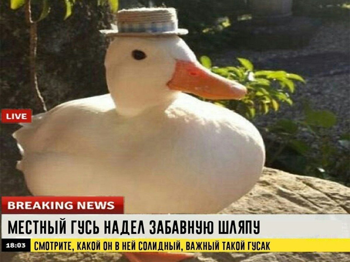 Гусь в машине