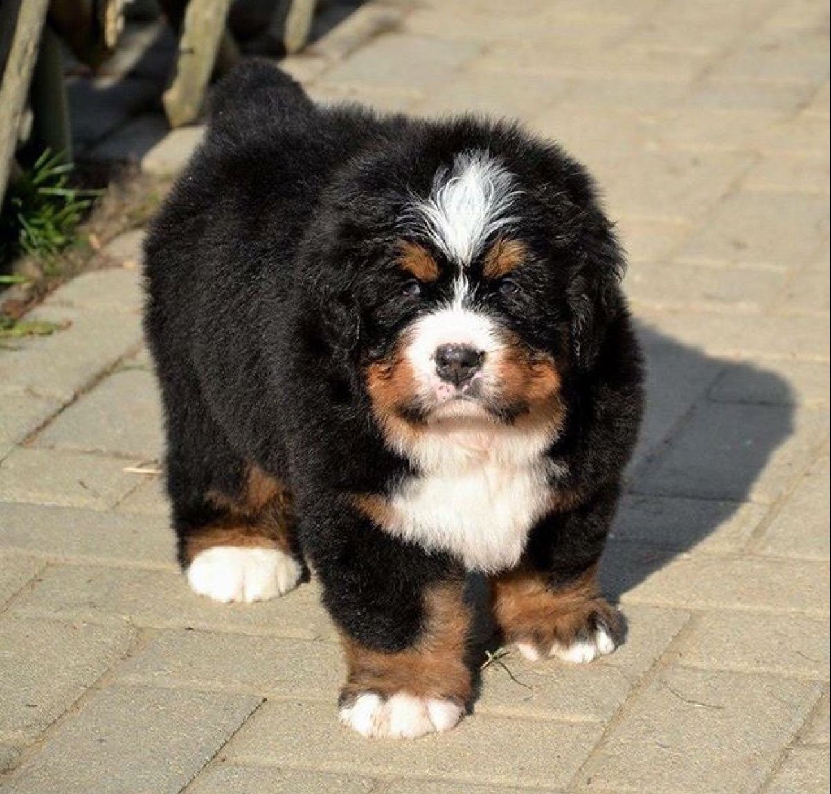 Бернский Сенбернар