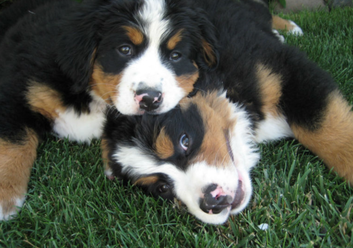 Бернский зенненхунд на белом фоне