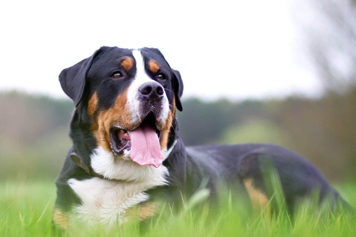 Бернский зенненхунд