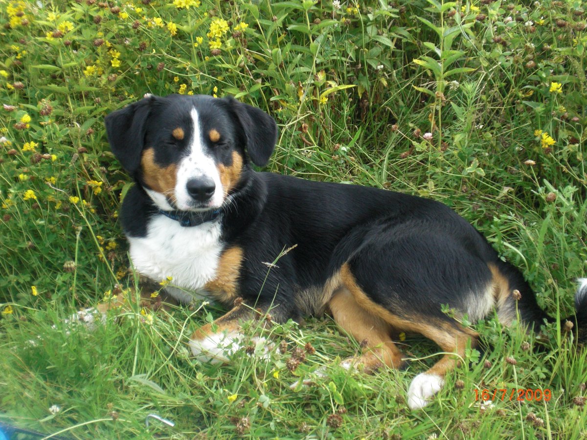 Бернский зенненхунд и Сенбернар