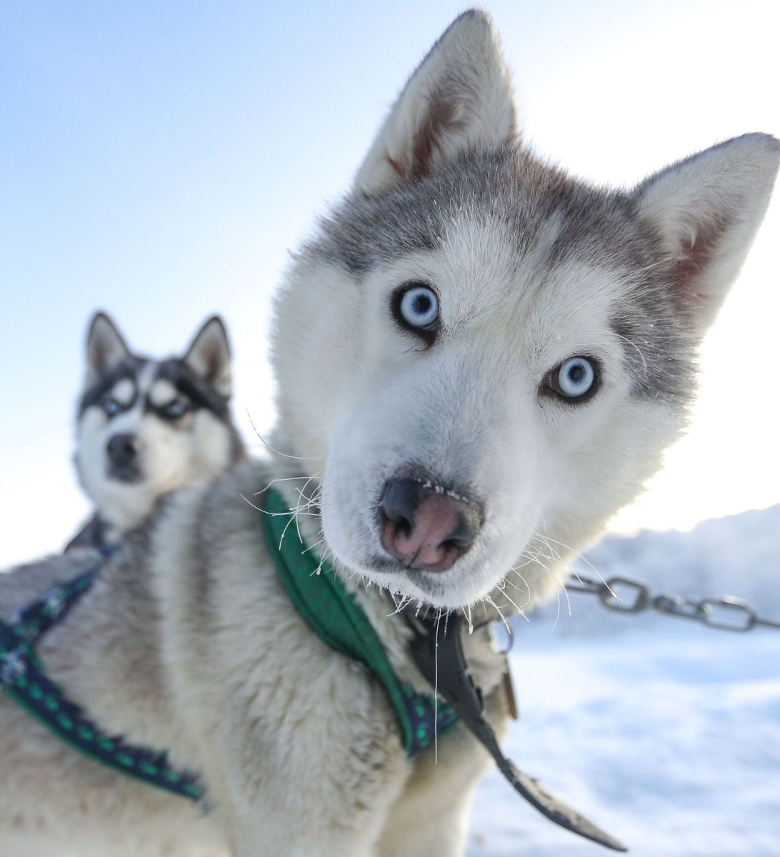 Сибирские хаски ездовые