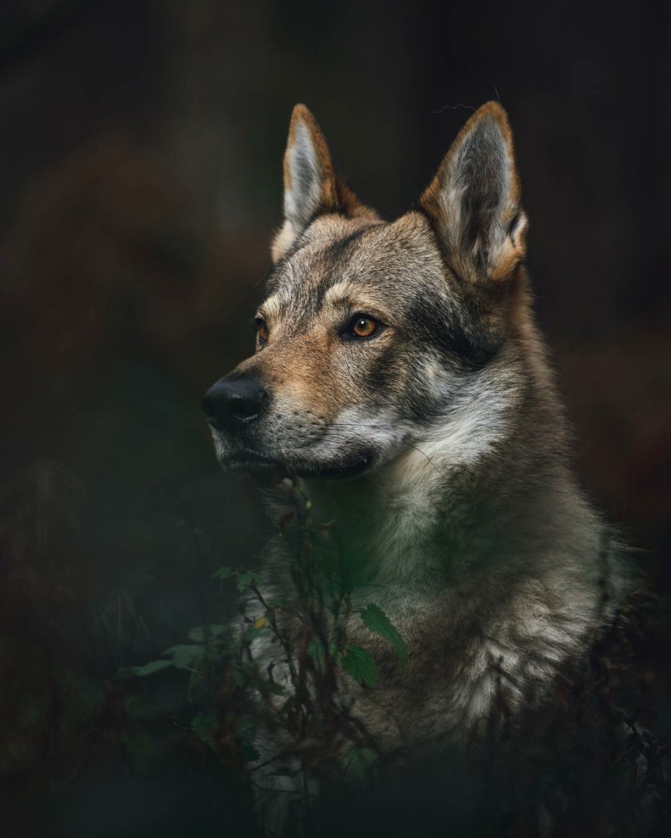 Сербский влчак