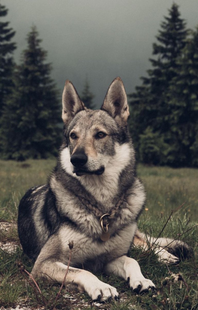 Чехословацкий влчак Эстетика