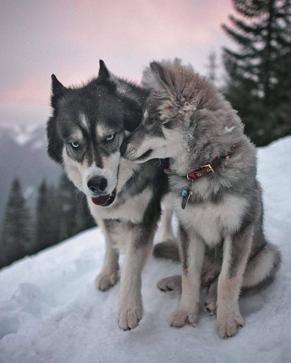 Метис хаски и волка