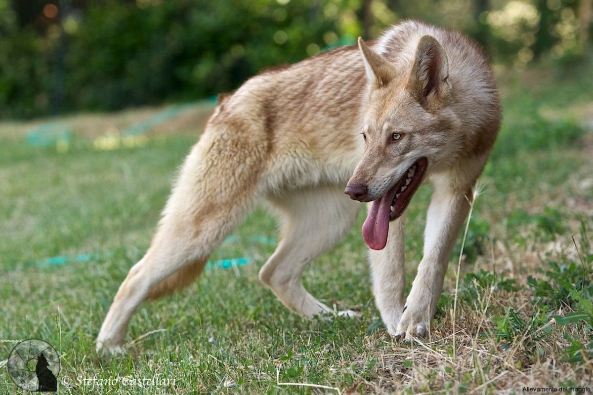 Волчья собака Сарлоса Чехословацкая