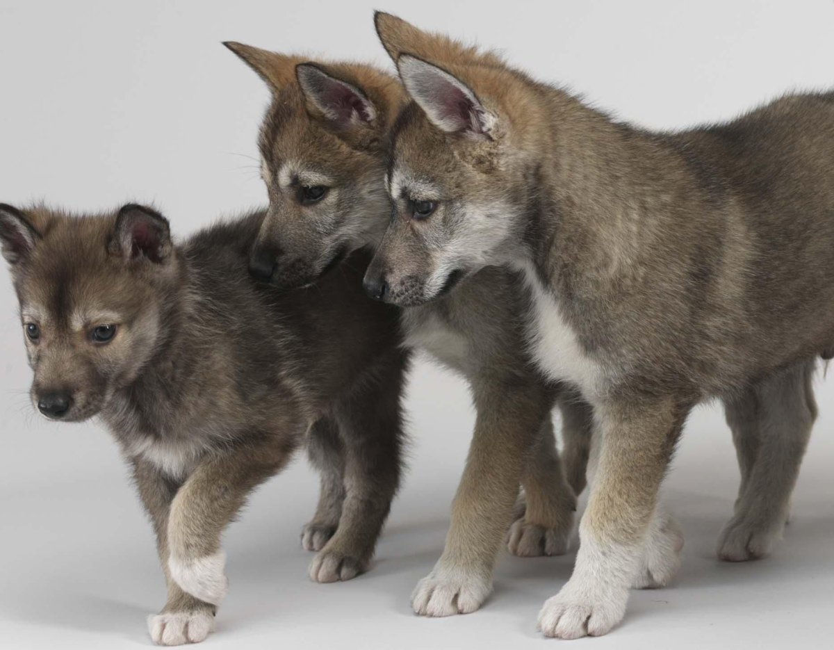 Тамасканская порода