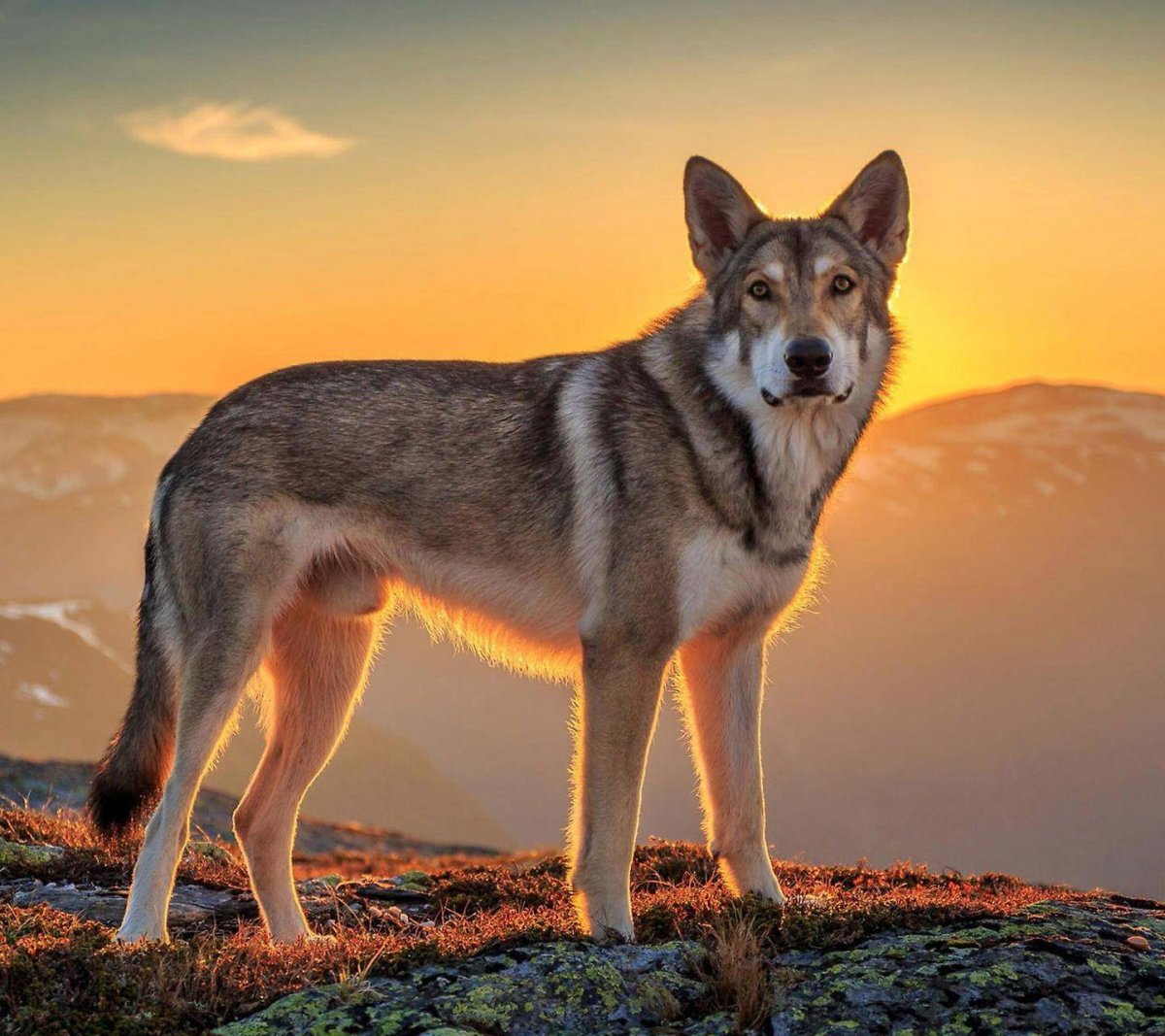 Saarloos Wolfdog