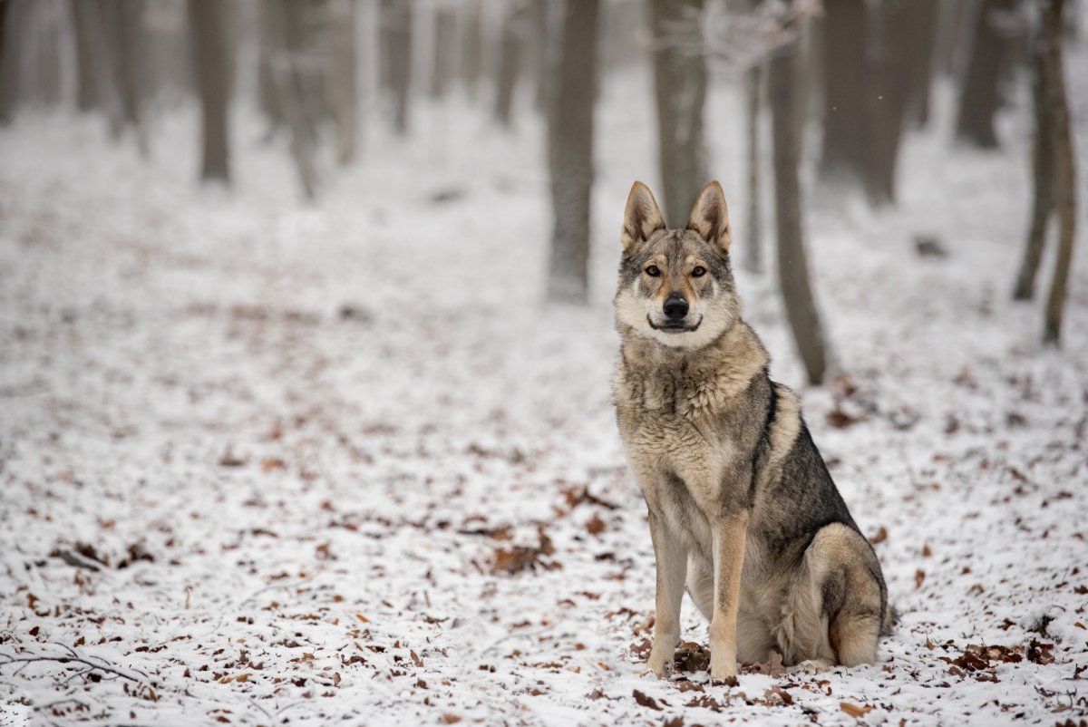 Czechoslovakian Wolfdog - up to € 1200