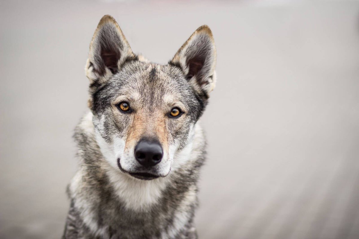 Влчак чехословацкий Мем