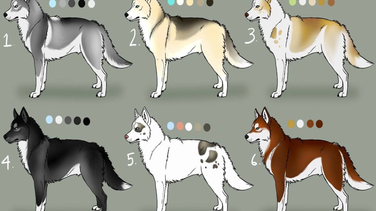 Хаски Siberian палитра